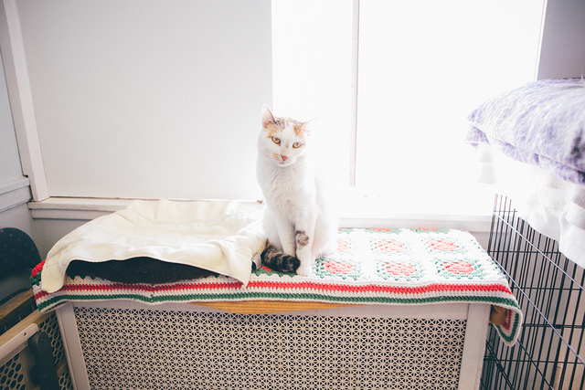 cat in an animal shelter sitting on a blanket in front of a window
