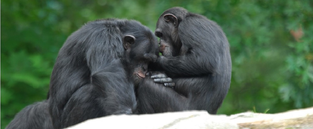 two chimpanzees