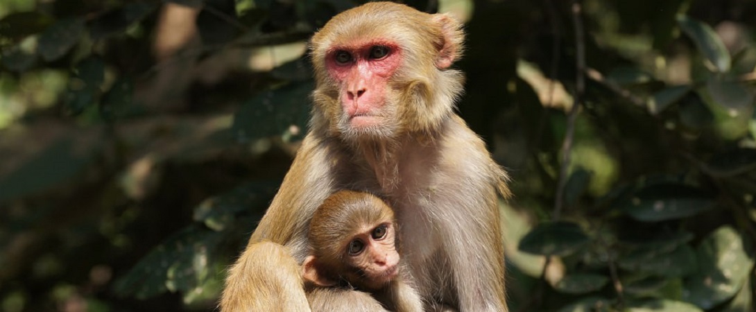 mother rhesus macaque hugging its offspring