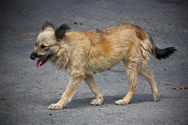 scruffy stray dog walking across pavement