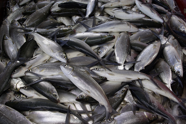 dozens of dead silver fish piled on top of each other