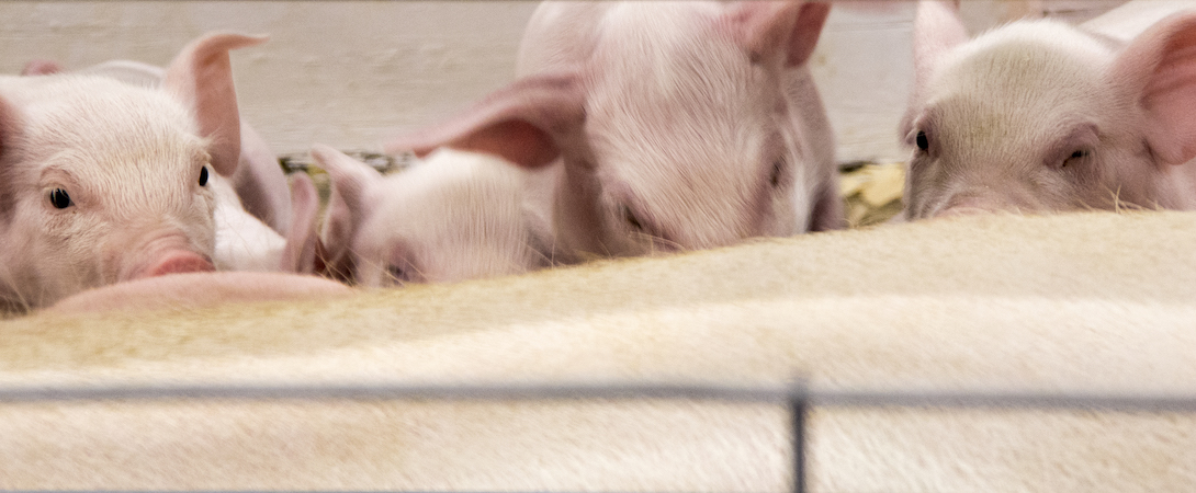 piglets suckling from mother pig
