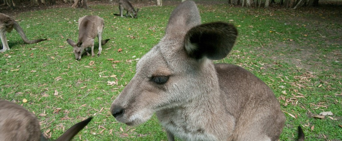 kangaroos in the wild