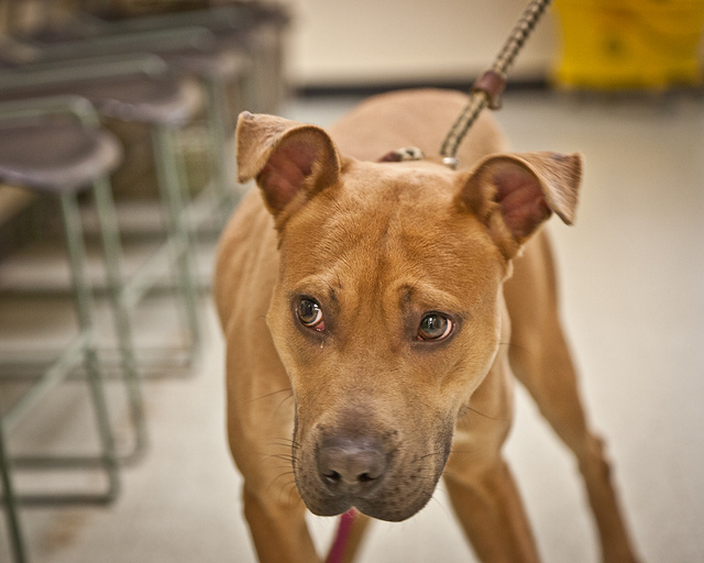 shelter dog on a leash with a slightly worried expression