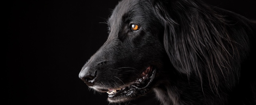 a black dog with a black background