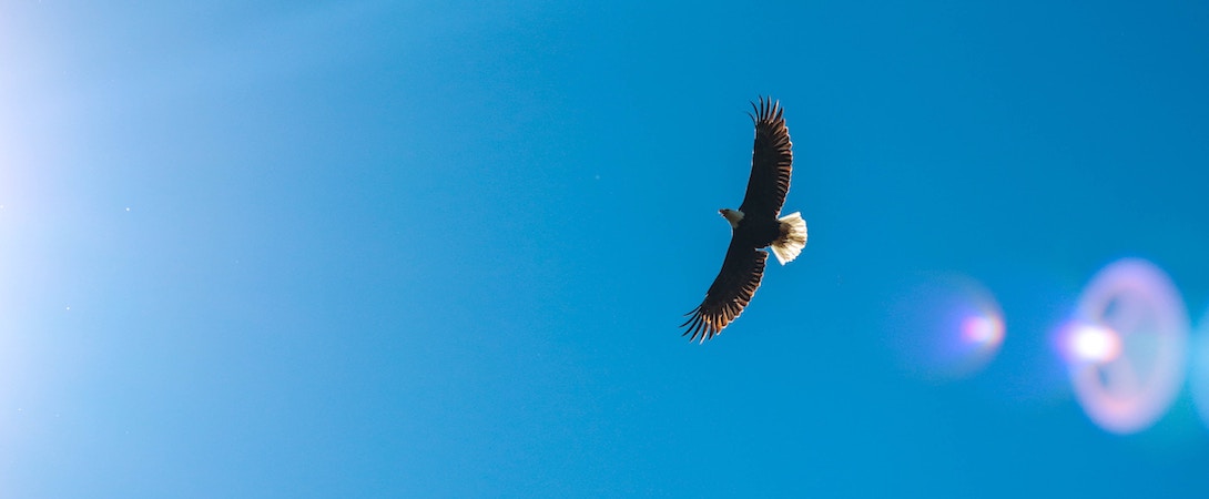 bald eagle flying blue sky background