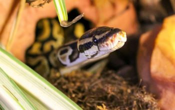 ball python peeking out of shelter