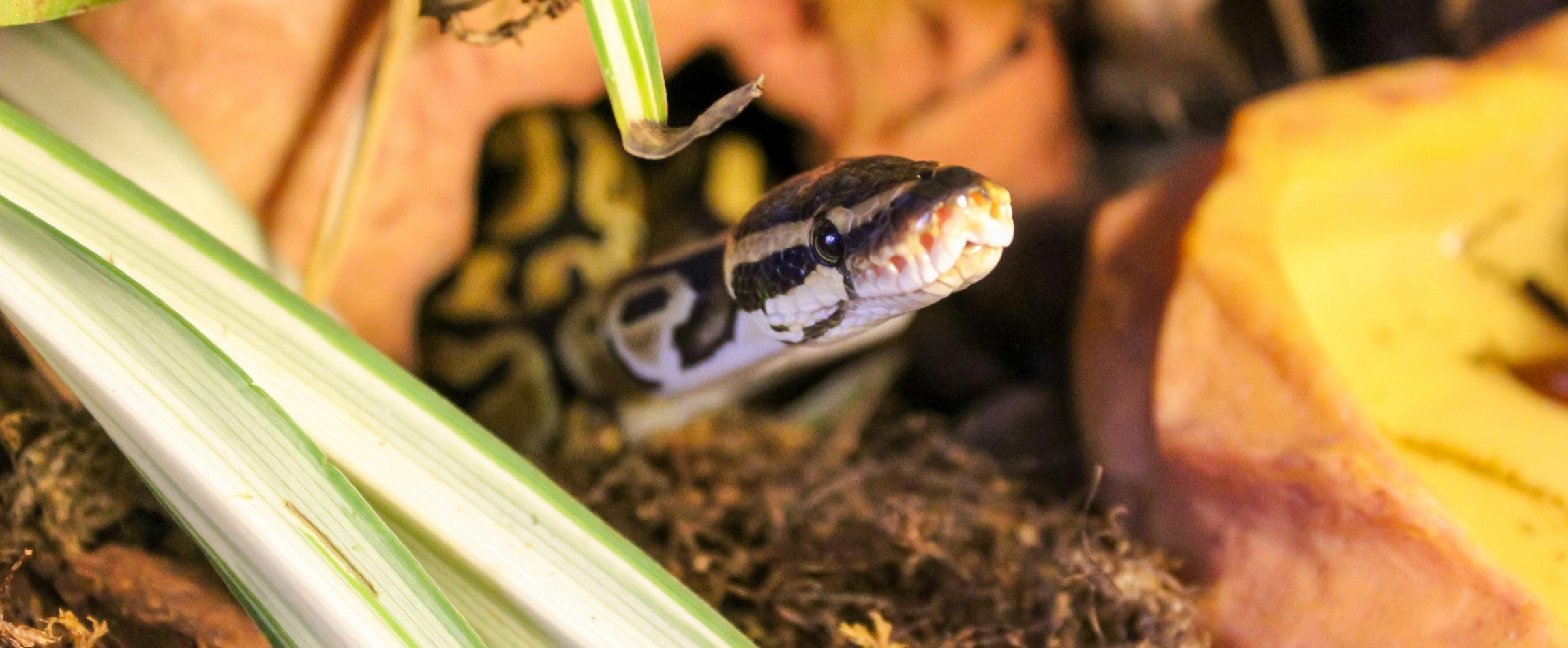ball python peeking out of shelter