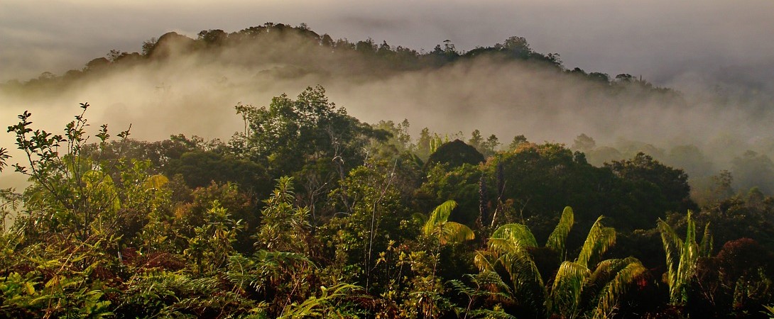 forests in bario
