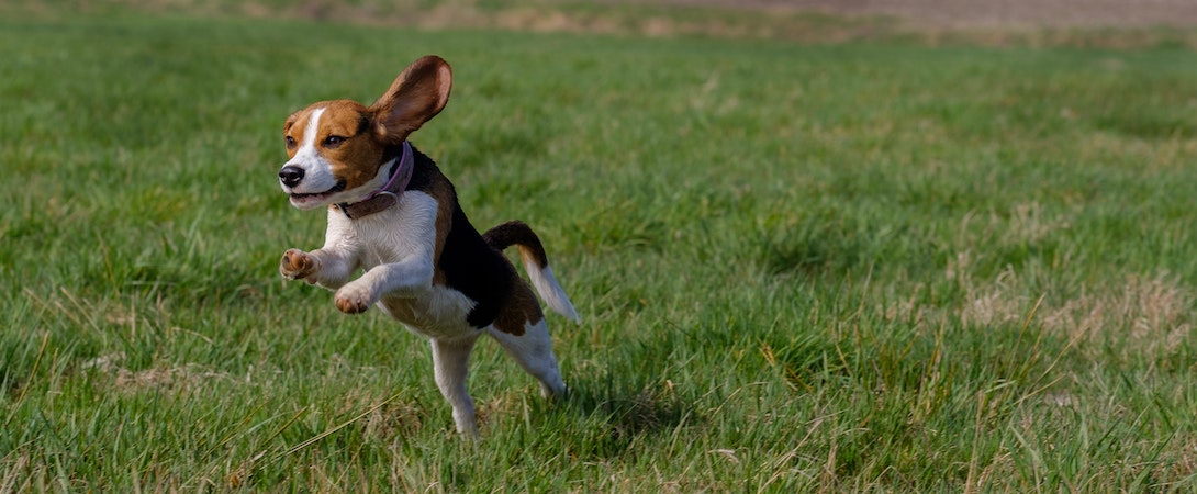 beagle-playing
