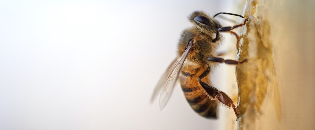 bee on a wall