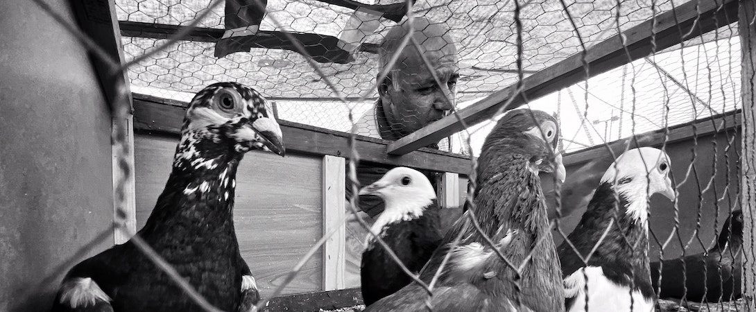 black-and-white-pigeon-coop