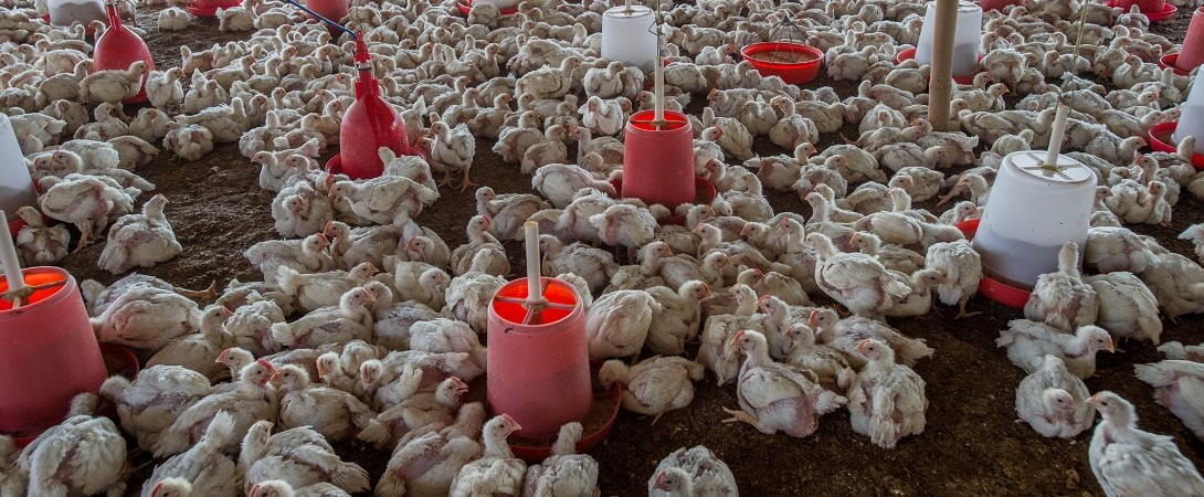 broiler chickens in a cramped factory farm