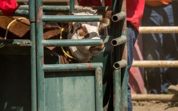 brown-and-white calf in chute before calf-roping event British Columbia Canada