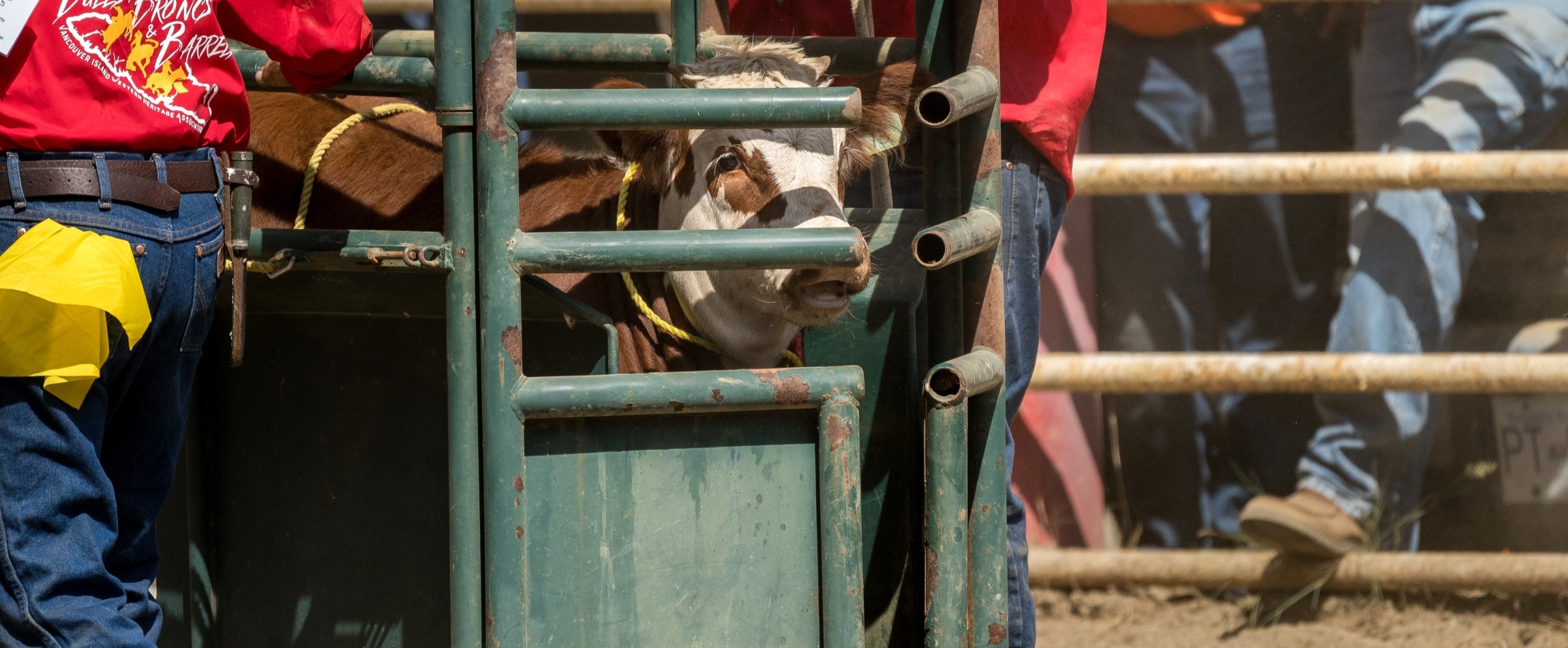 brown-and-white calf in chute before calf-roping event British Columbia Canada