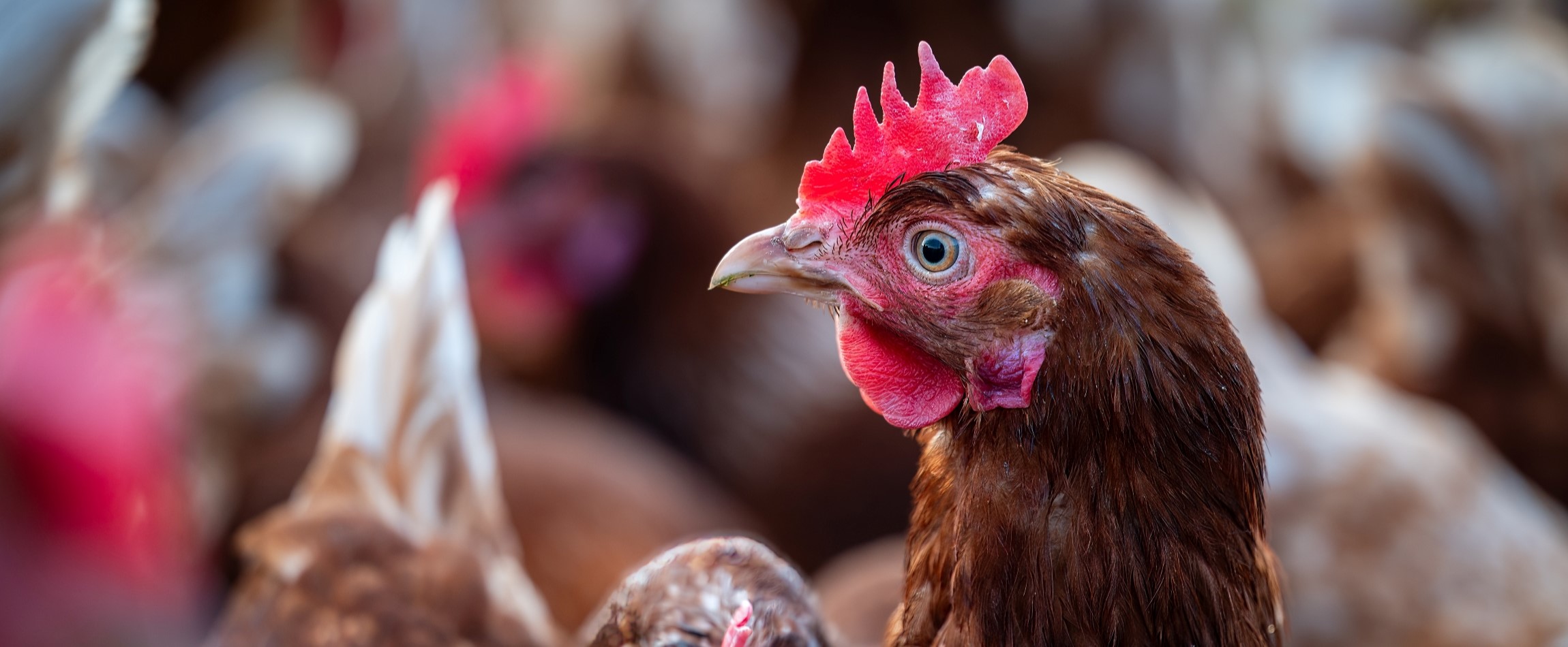 brown chicken hen close up