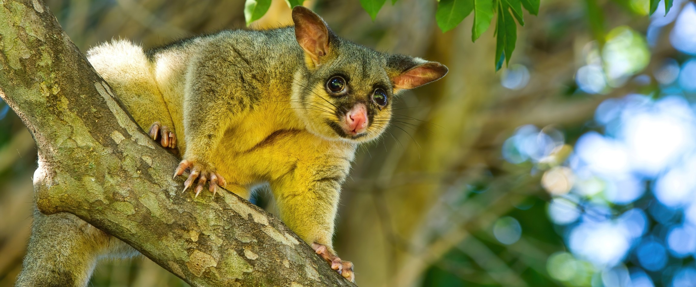 brushtail possum in tree
