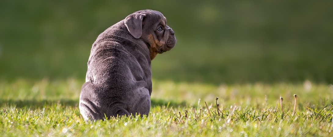 bulldog sitting on grass