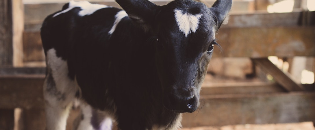 calf in wooden pen