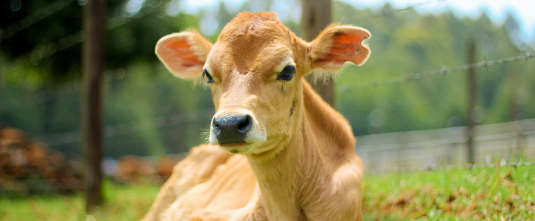 calf-lying-down