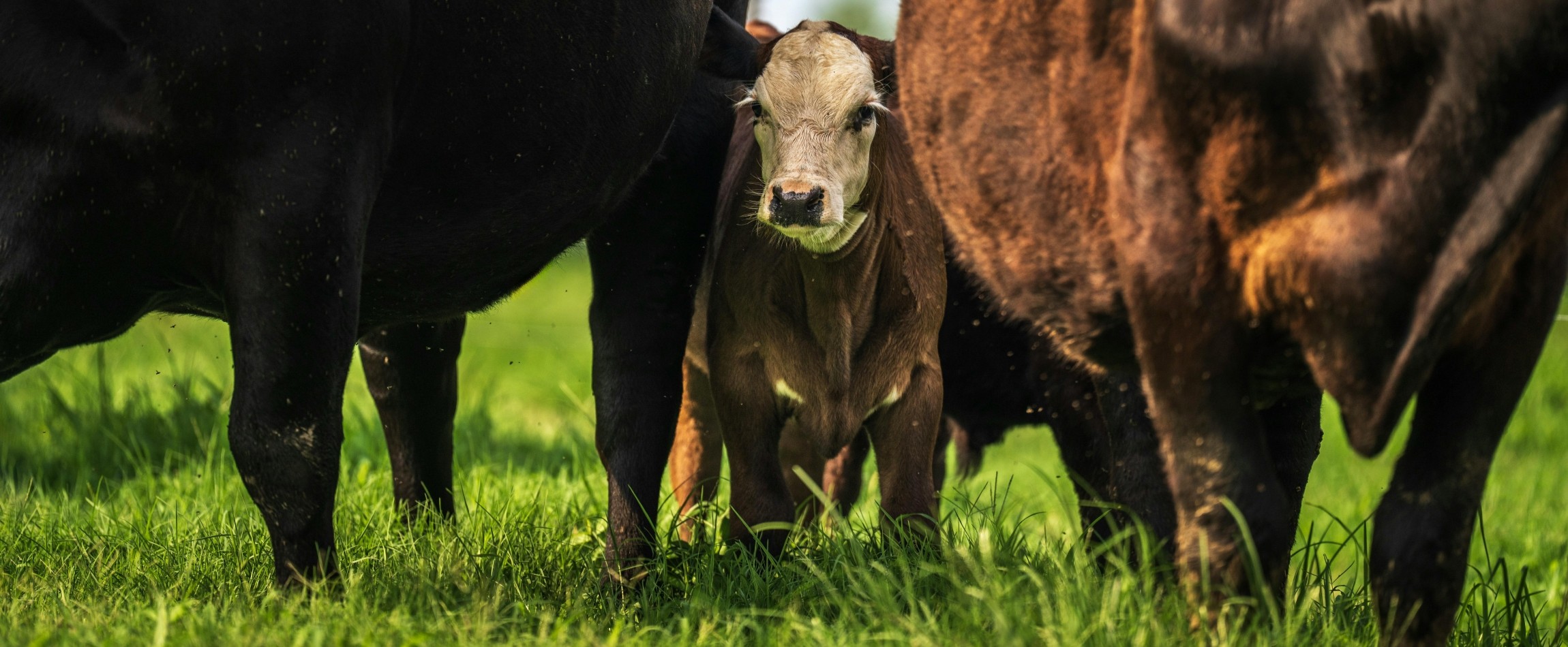 calf standing between two cows in green field