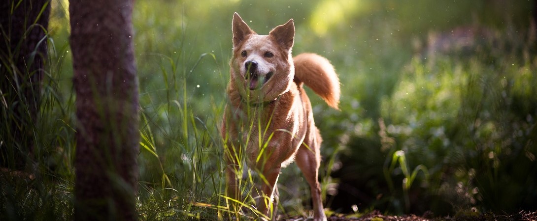 a dog in the woods
