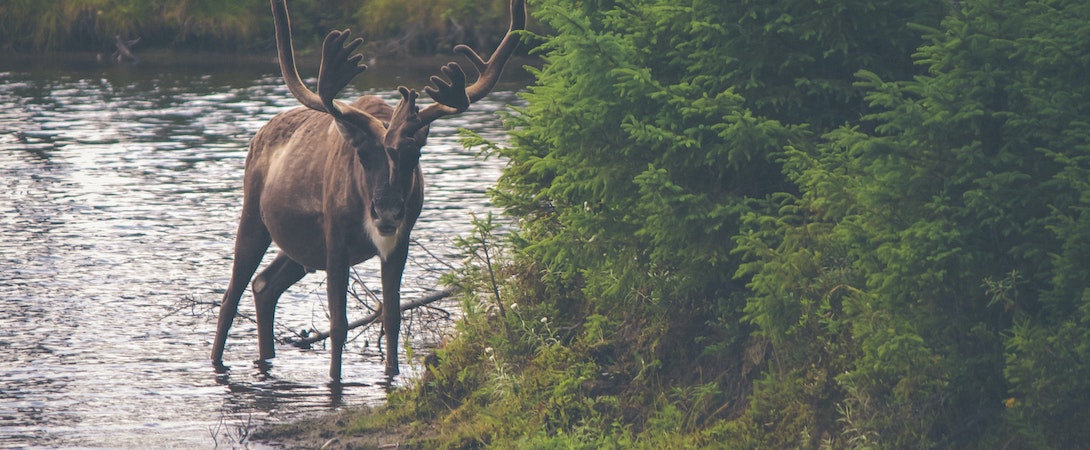 caribou in stream