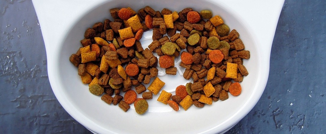dog food in a dog bowl