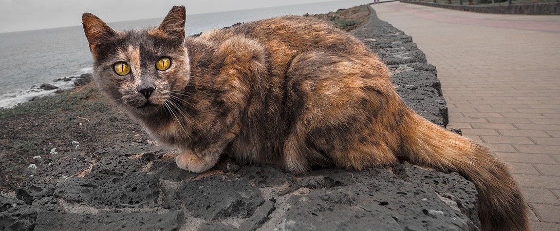 yellow eyed stray cat on a beach