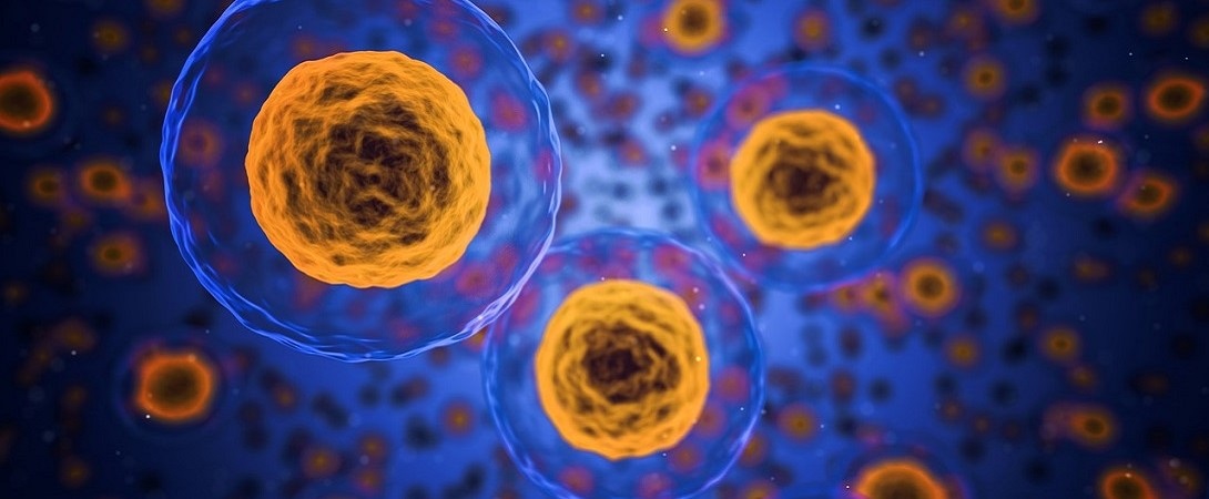 blue and yellow bacteria cells