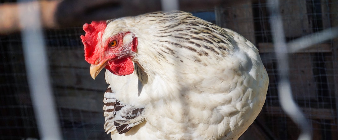 chicken in a cage