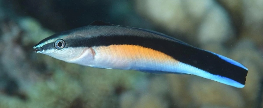 cleaner wrasse