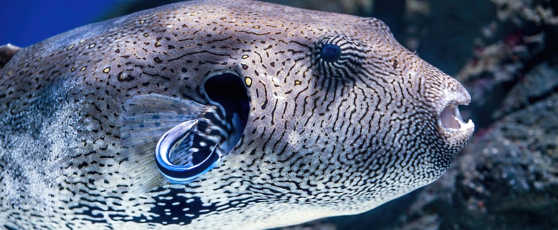 cleaner wrasse