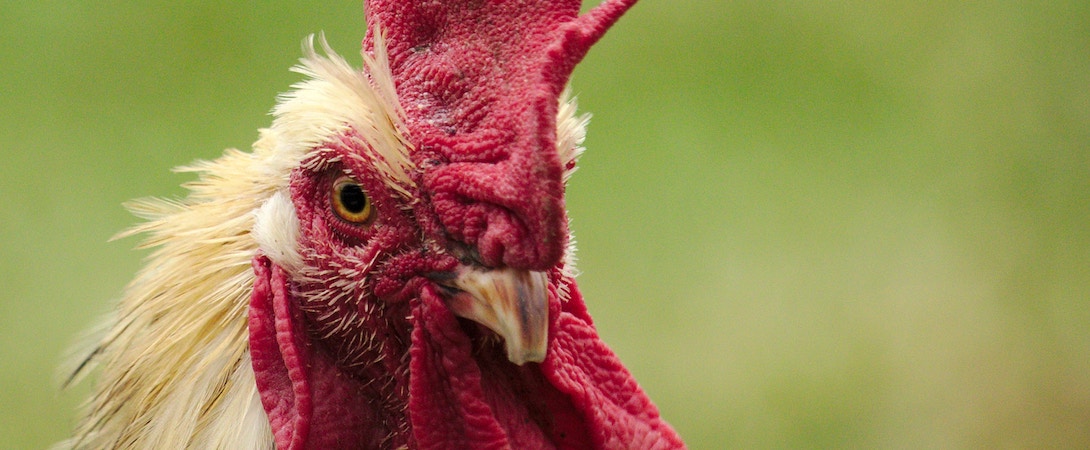 close up chicken face