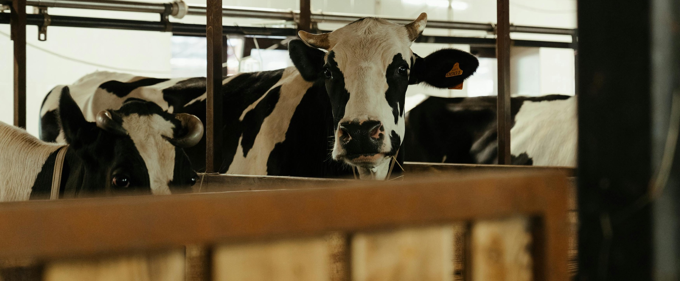 cow in farm