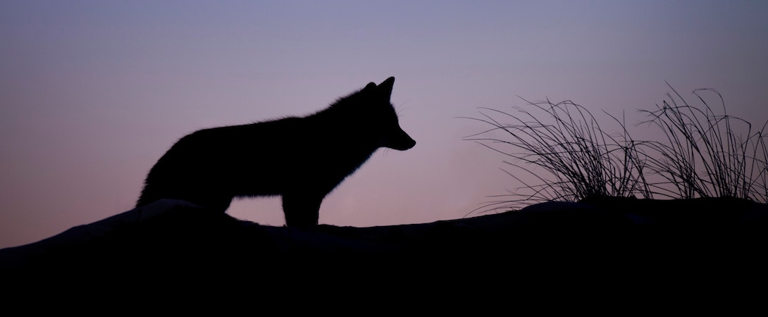 coyote silhouette against a sunset background