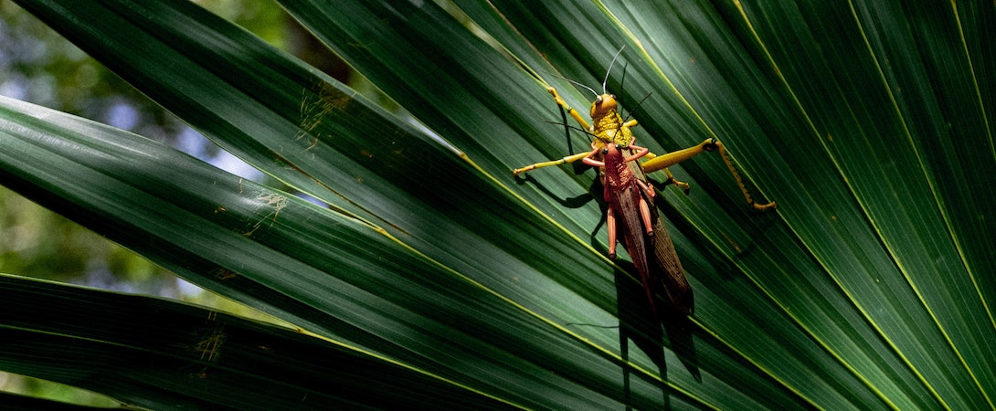 cricket on a leaf