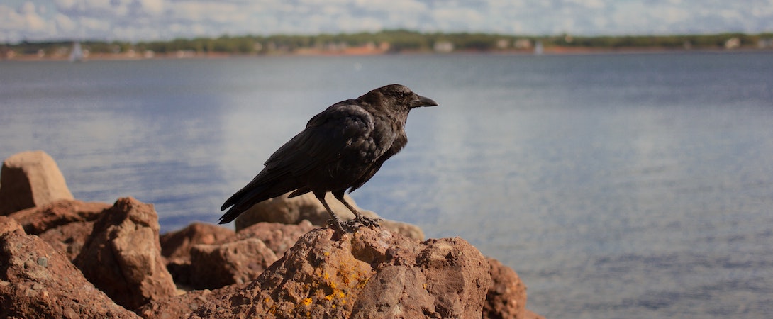 crow on a rock