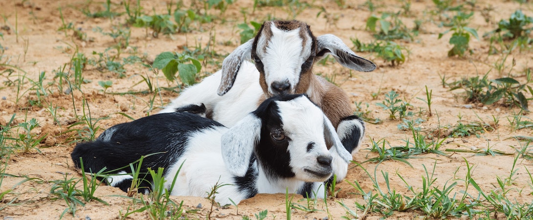 cuddling-goats