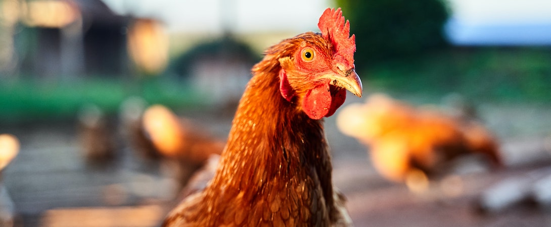 cute-chicken-at-sunset