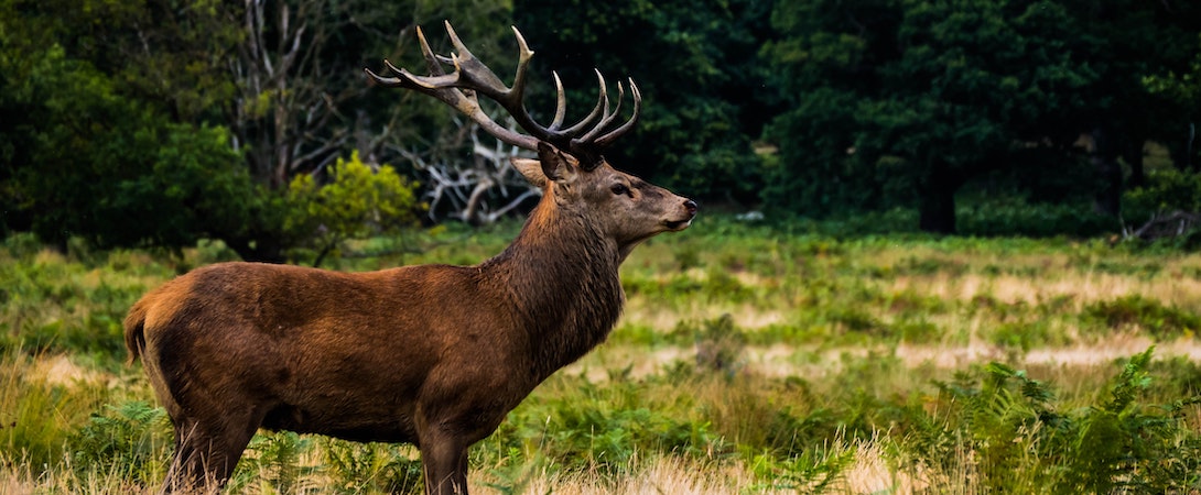 deer-in-field
