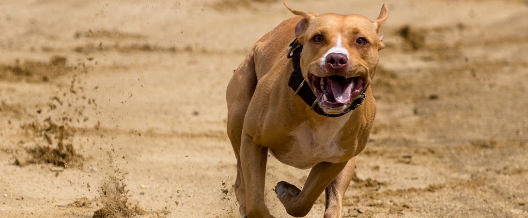 an American bulldog running in the mud