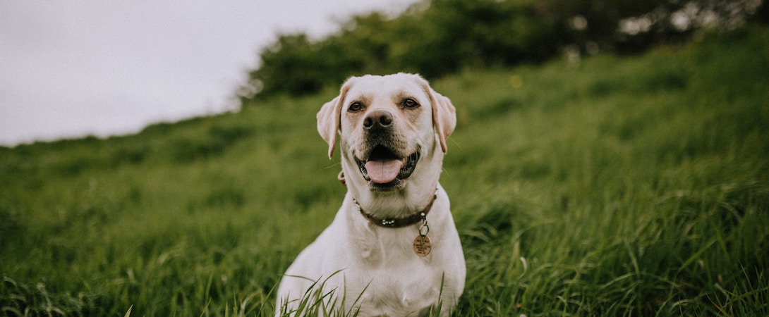 dog in field