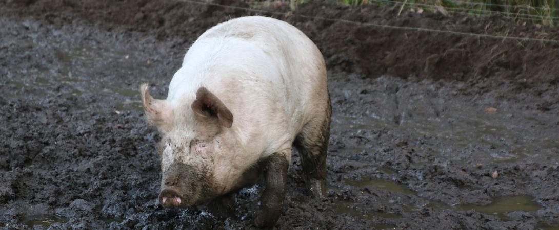dirty pig covered in mud