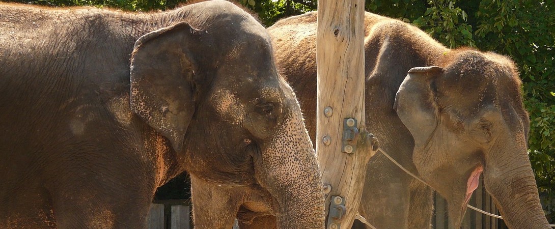 two elephants