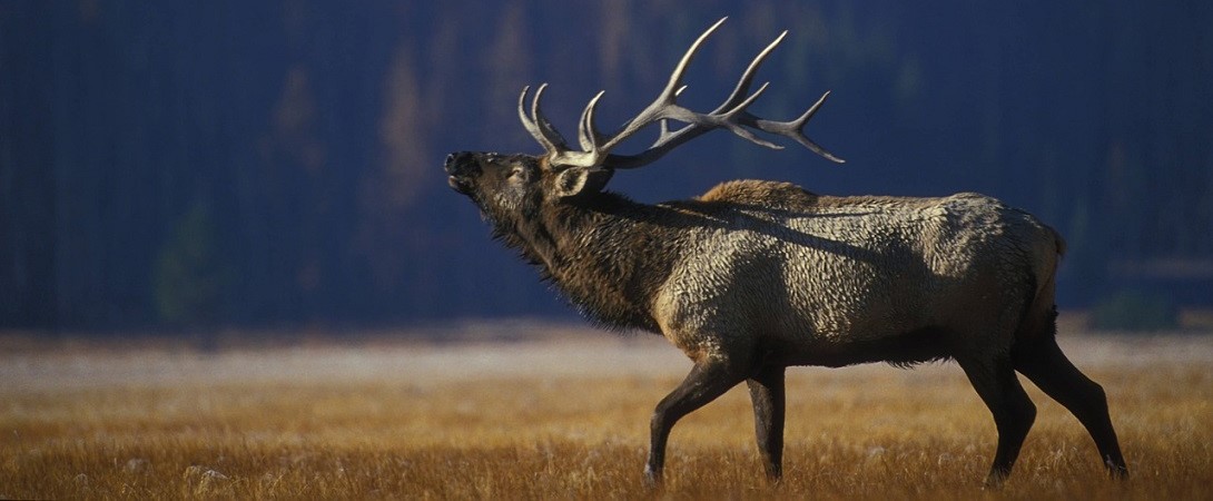elk walking in the fields