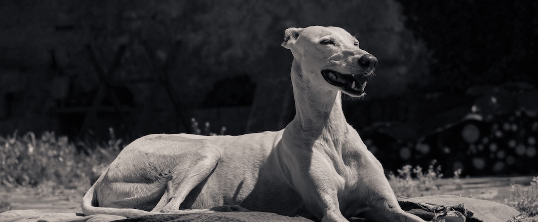 excellent italian greyhound