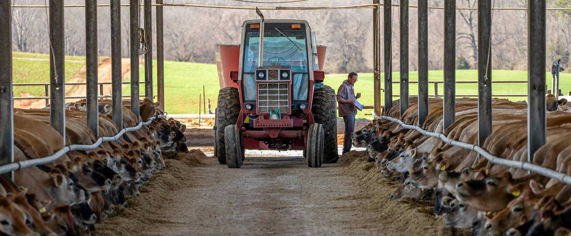 farmer standing next to tractor in barn while brown cows eat North Carolina United States