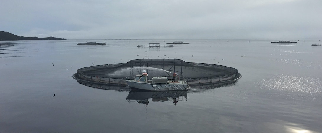 fish farm wide shot