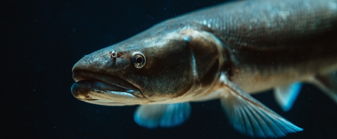 fish profile black water